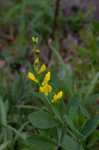 Yellow wild indigo